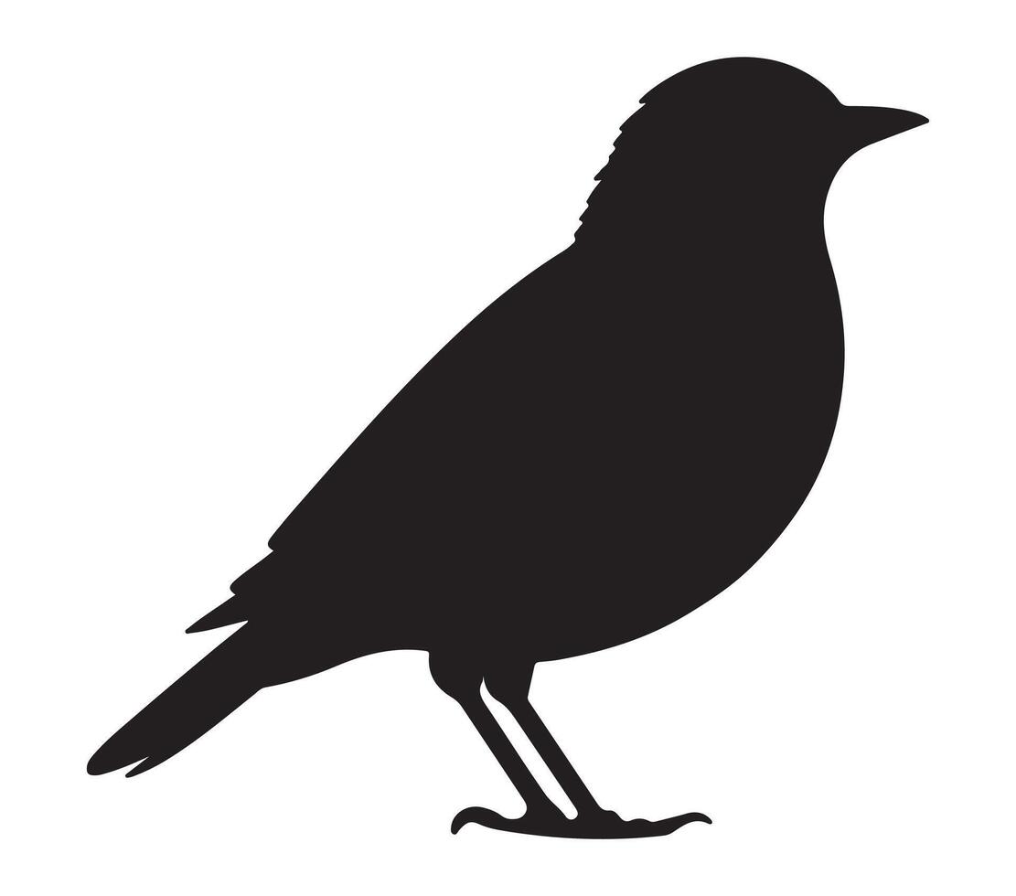 American Robin Black Silhouette on white background vector