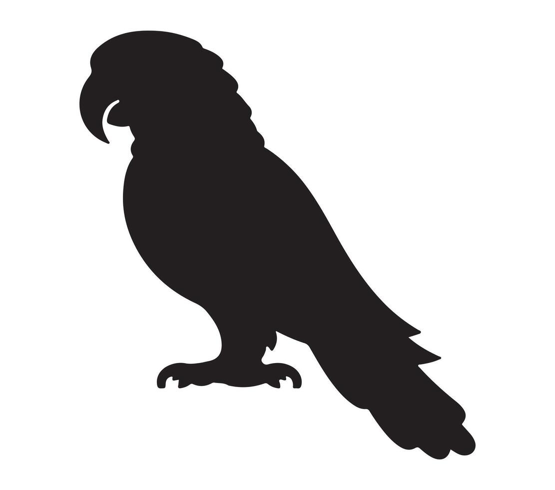 Amazon Parrot Black Silhouette on white background vector