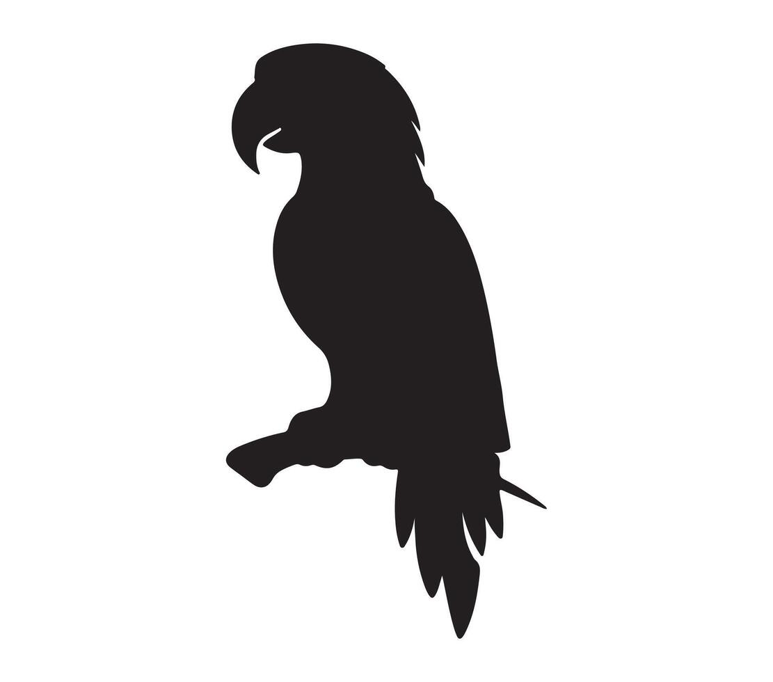 Amazon Parrot Black Silhouette on white background vector