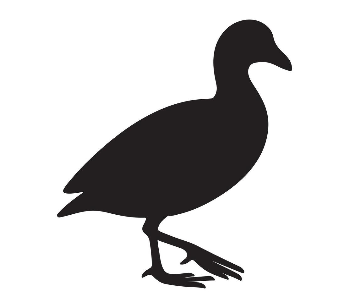 American Coot Black Silhouette on white background vector