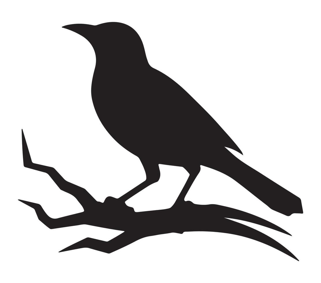 African Black-headed Oriole Black Silhouette on white background vector