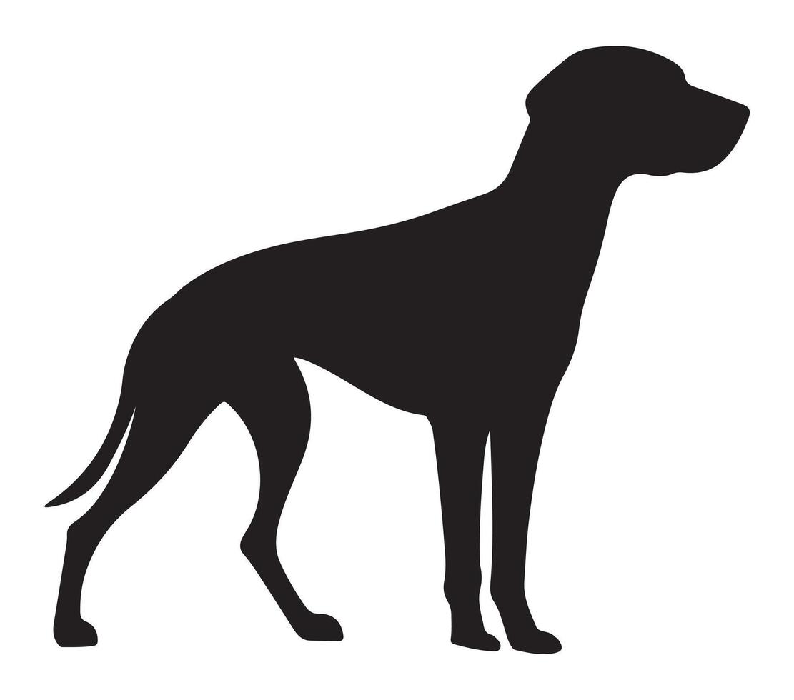 American Foxhound Black Silhouette on white background vector