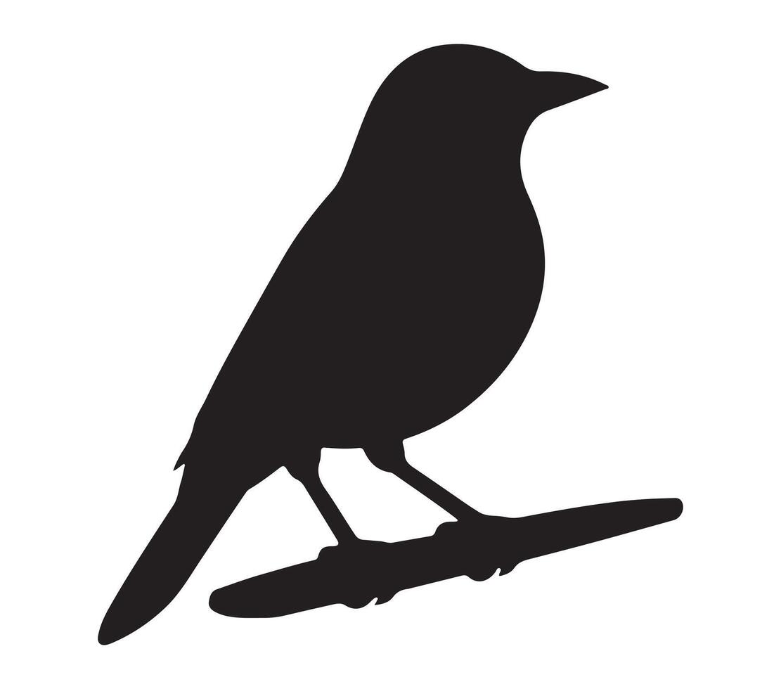 African Black-headed Oriole Black Silhouette on white background vector