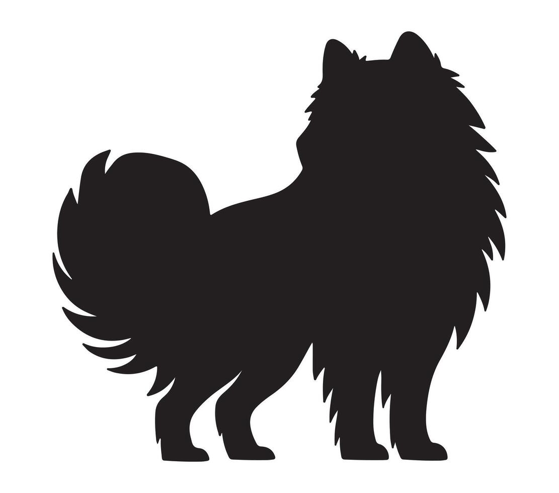 American Eskimo Black Silhouette on white background vector