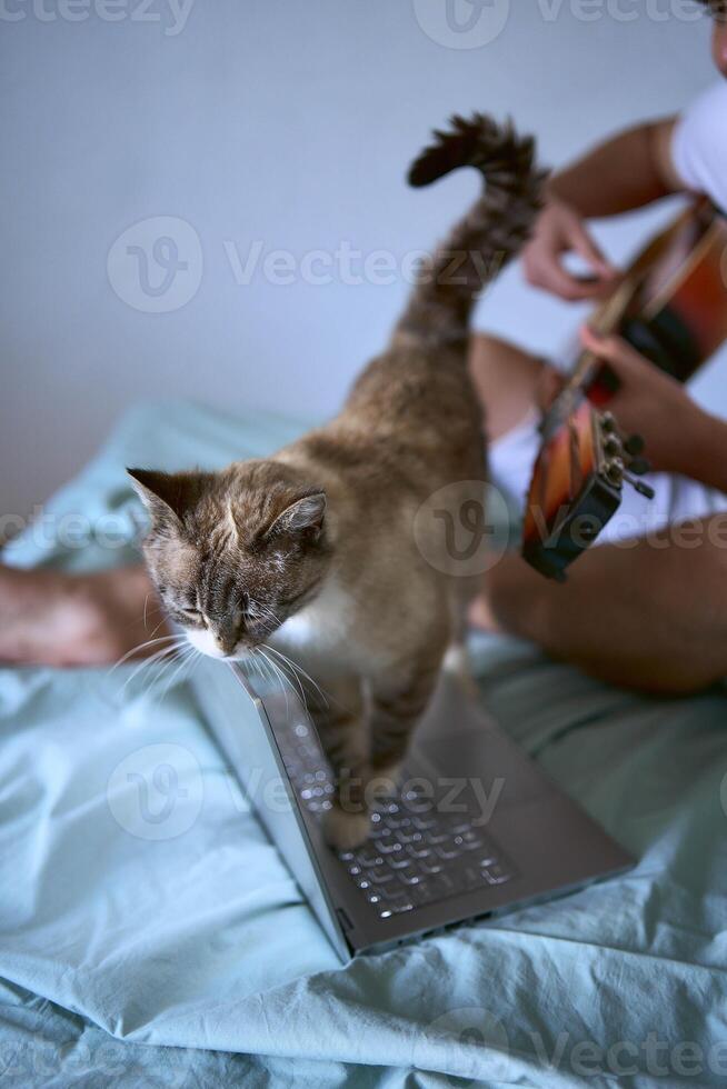 a young man is learning to play the guitar at home using online lessons on a laptop, the cat demands attention and interferes photo