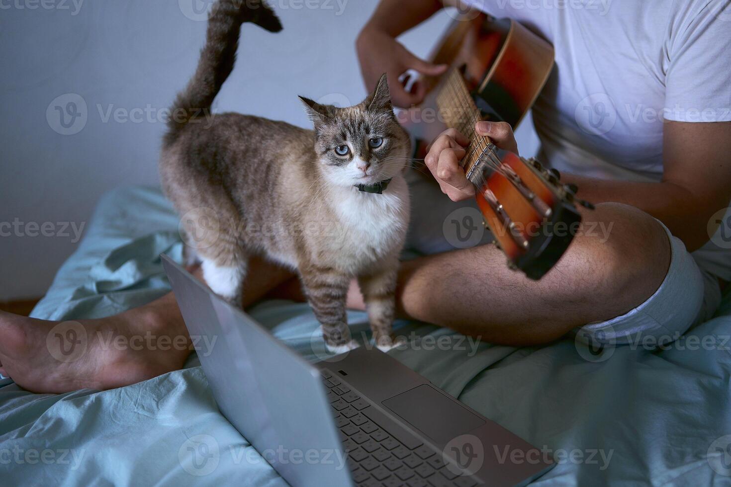 a young man is learning to play the guitar at home using online lessons on a laptop, the cat demands attention and interferes photo