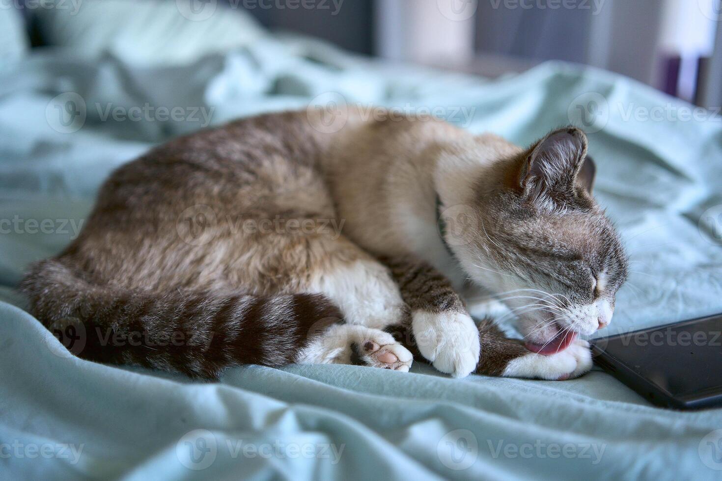 a young man is working on a laptop and a smartphone in bed, a cat is lying next to him photo