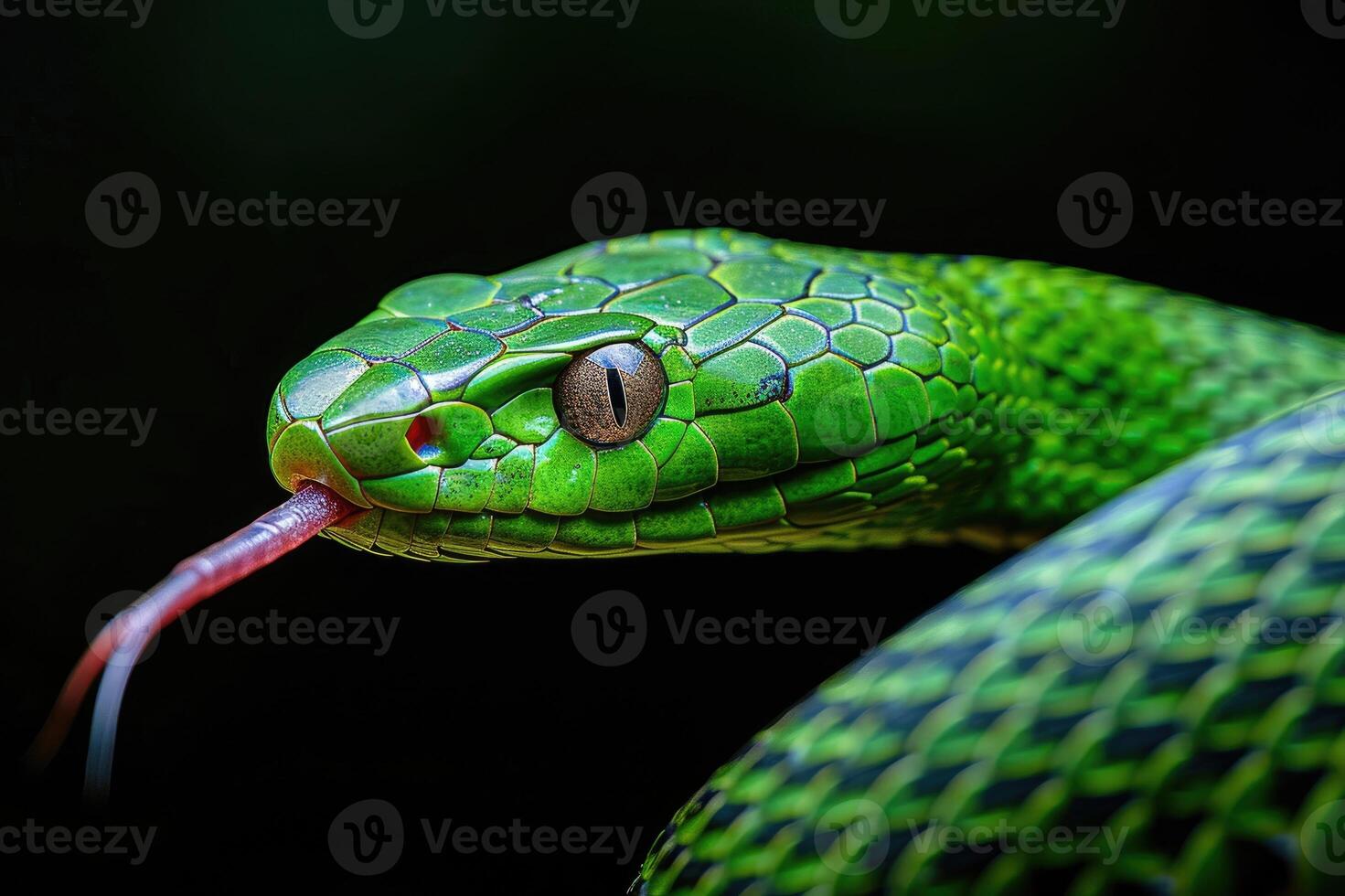 Close-up of a vibrant green snake with a detailed view of its scales, eye, and forked red tongue photo