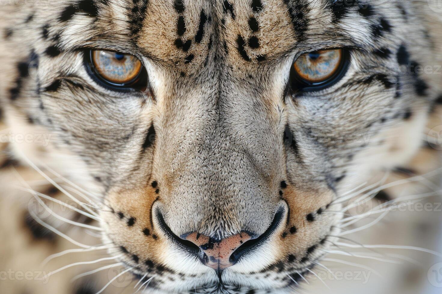 Face portrait of snow leopard on snowy background photo