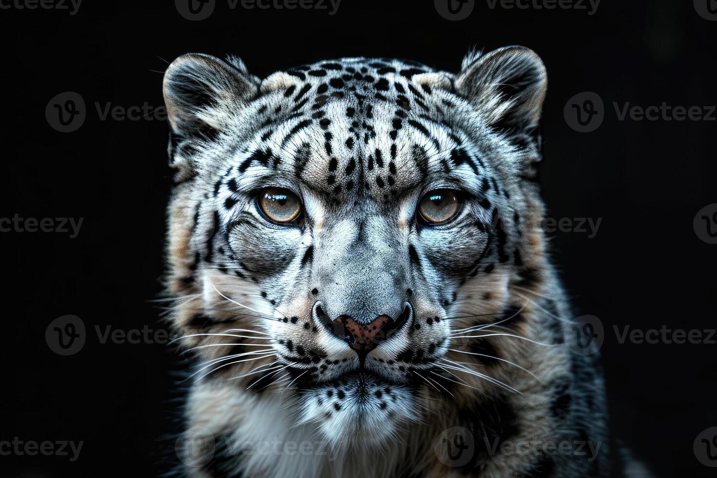 Portrait of snow leopard - Irbis on black background photo