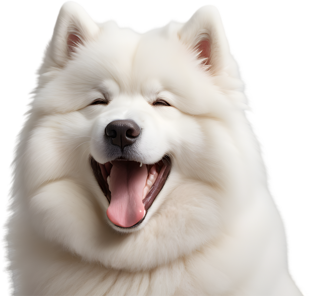Samoyed, fluffy companion, bright smile forever. AI-generated. png