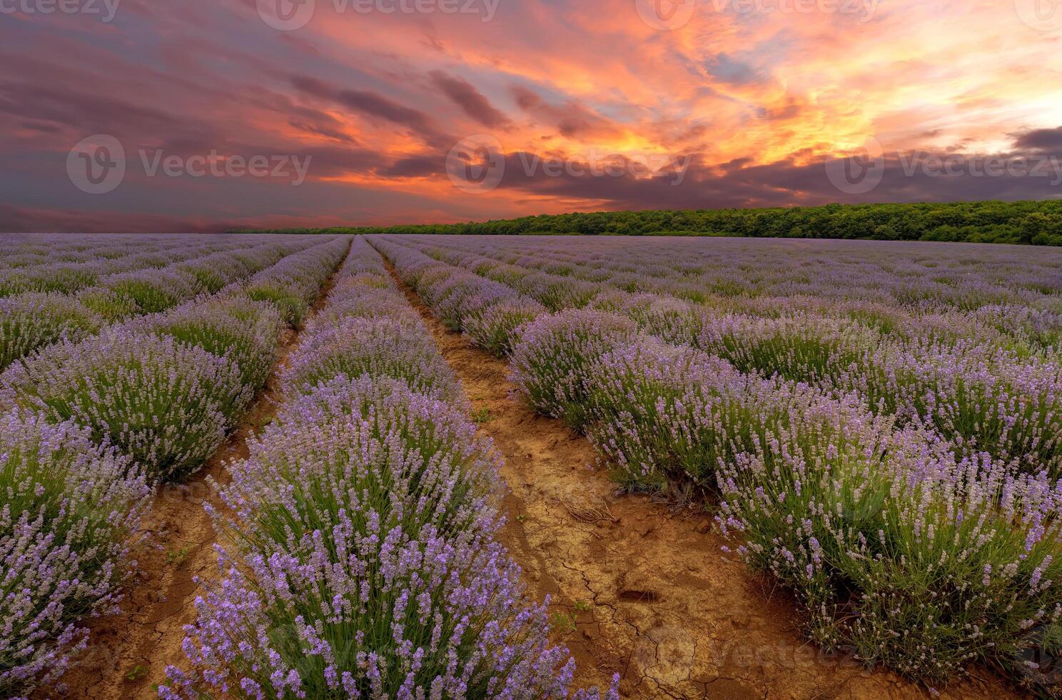 Lavender flowers bloom scented fields in endless rows at Amazing sunset photo