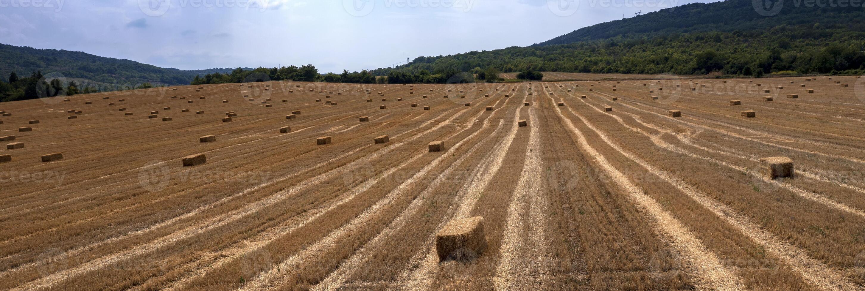 Hay bales on the field after harvest. Panoramic view photo
