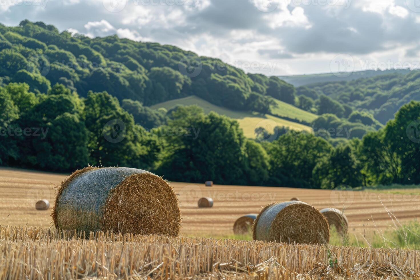 Spherical hay bales scattered across a harvested agricultural field on a bright sunny day photo
