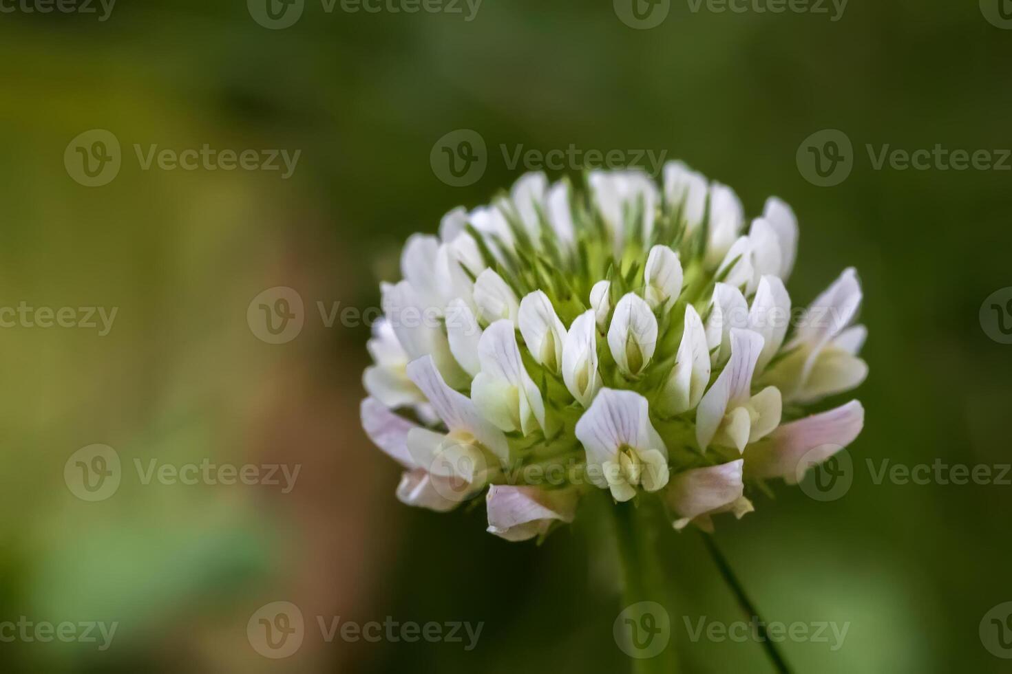 Macro image of a white clover flower on a green lawn with a defocused background. photo