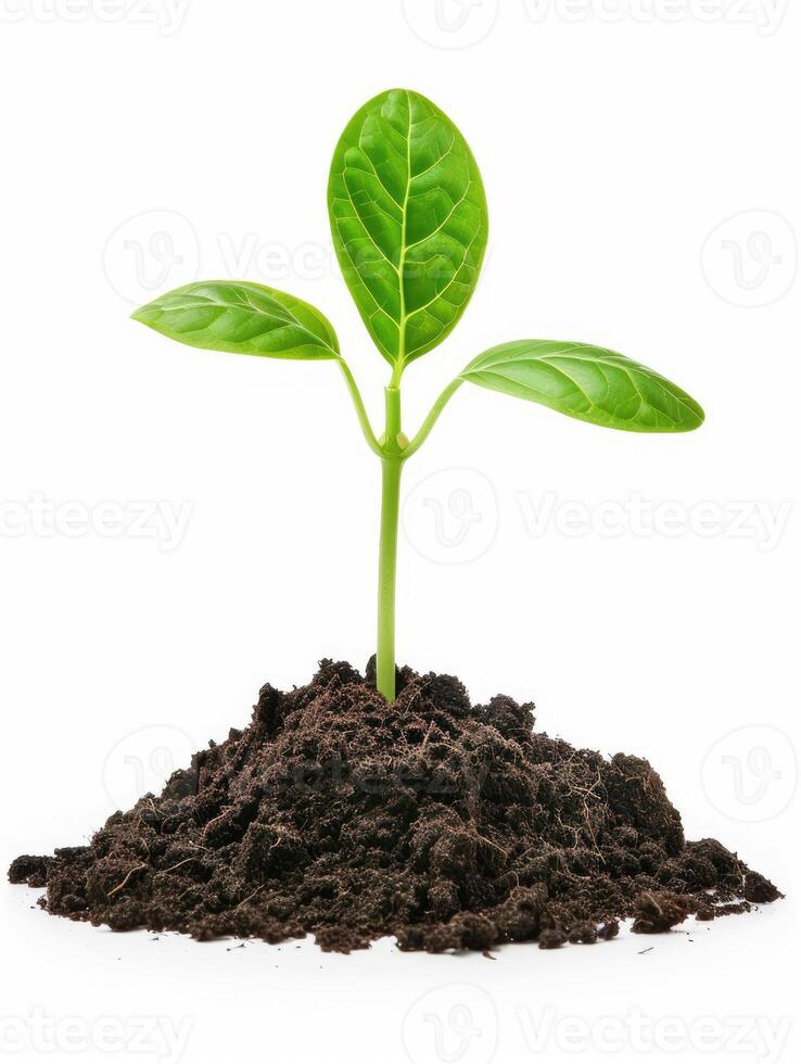 Green plant sprout growing from soil. Isolated on white. photo