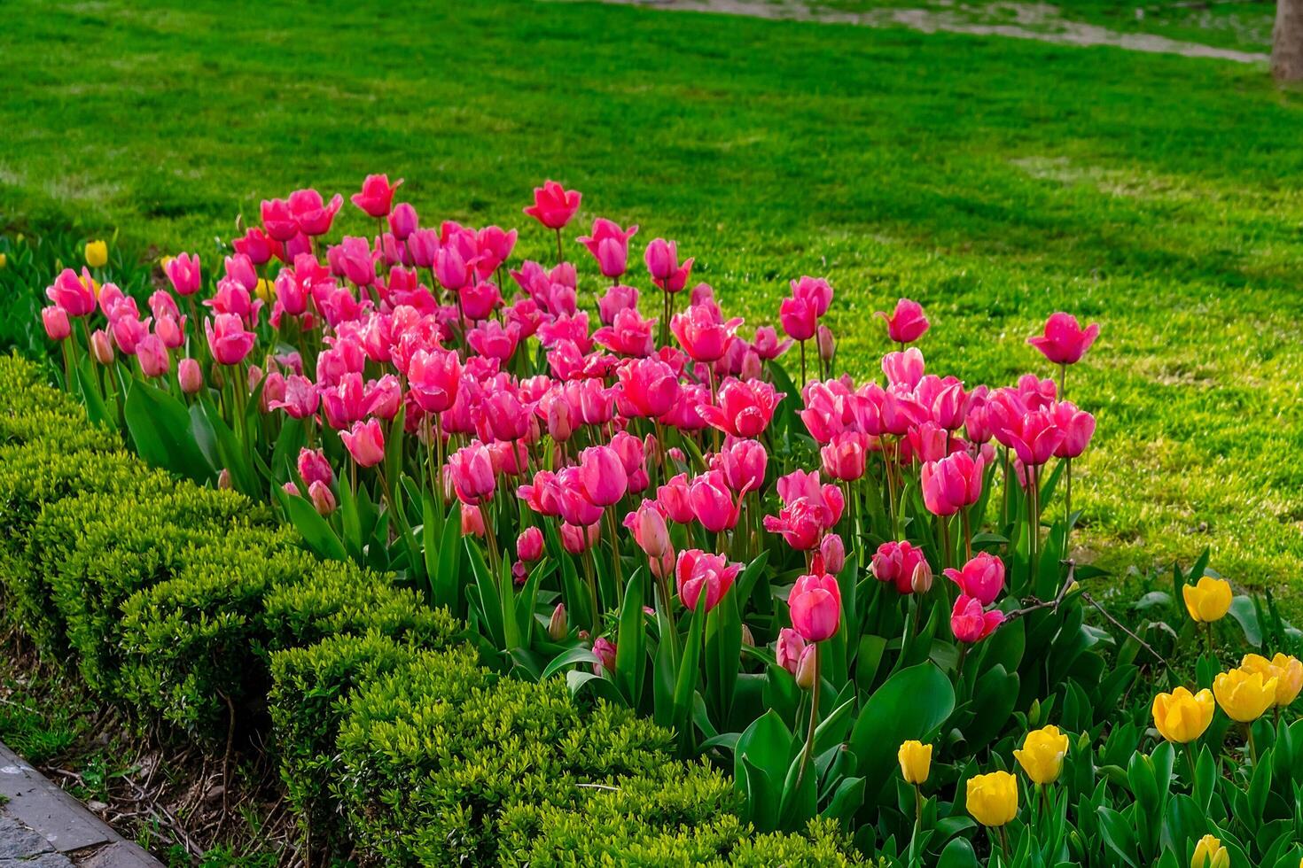 Background from many colorful tulips. Floral background from a carpet of multi-colored tulips. photo