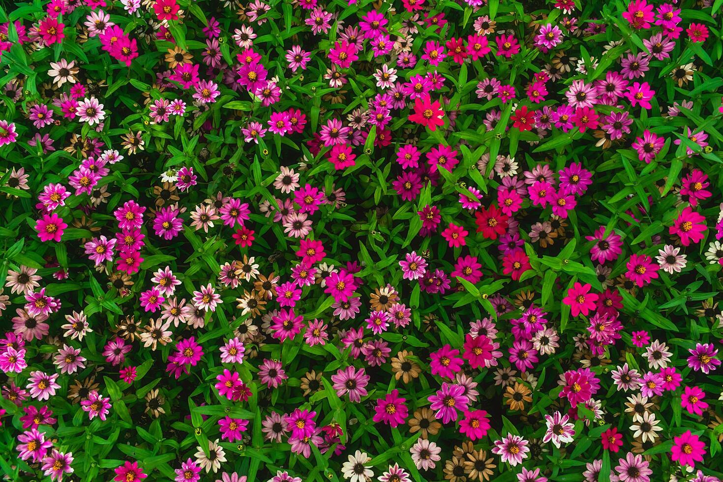 Background from many flowers of different colors. Carpet of flowers of different colors and green leaves. photo