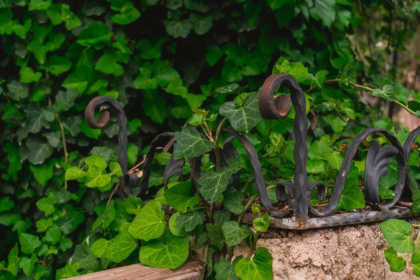 Ivy background with many beautiful green leaves. Ivy leaves on a fence with forged decorative elements. photo