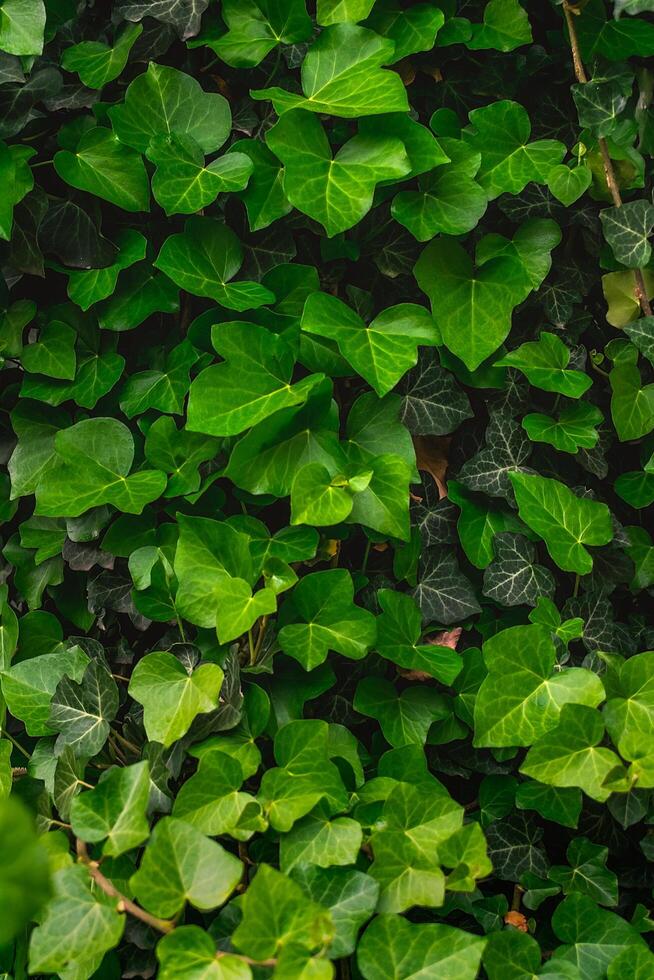 Ivy background with many green succulent leaves. Ivy leaves. photo