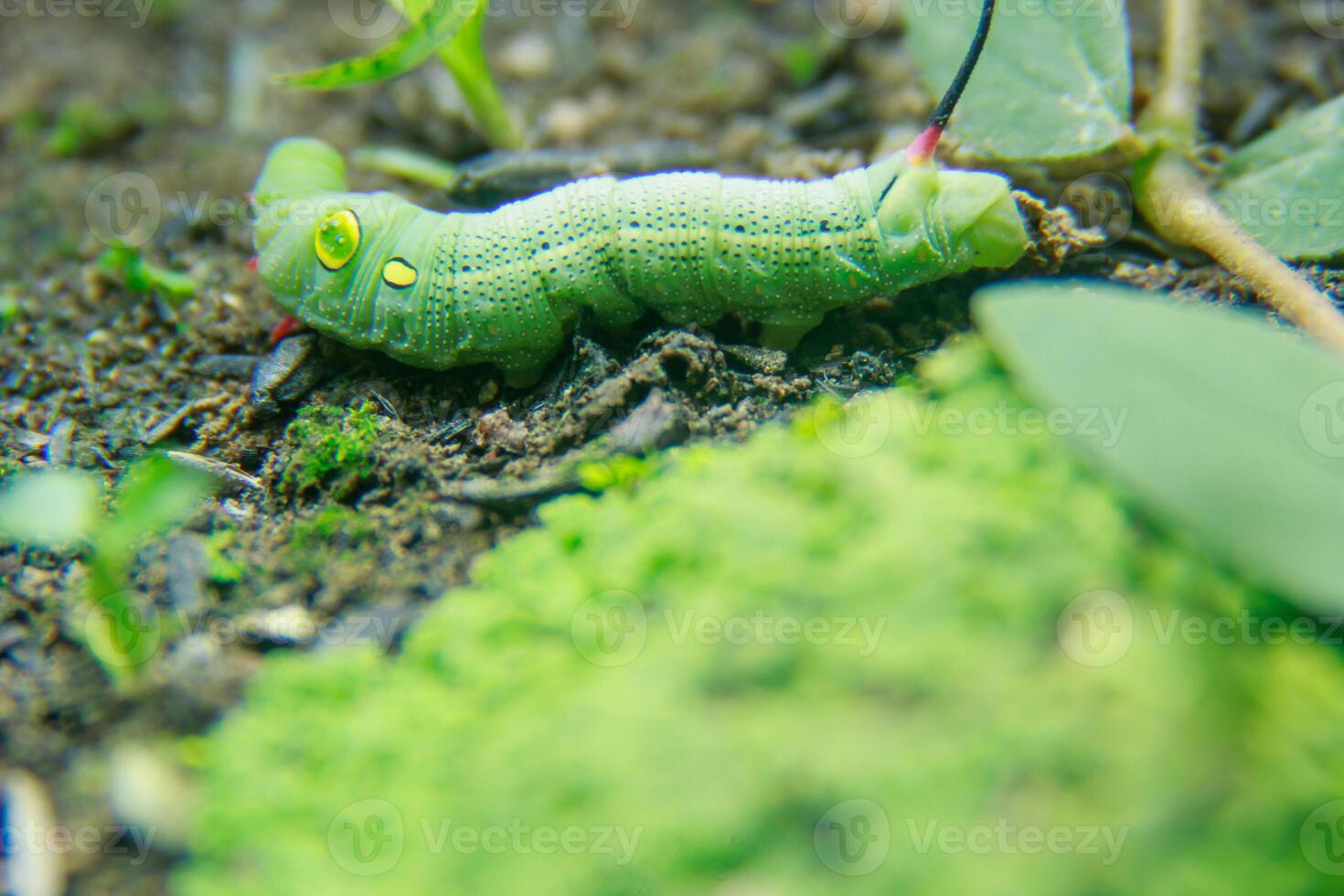 The Hippotion celerio moth is a member of the Sphingidae family, photo