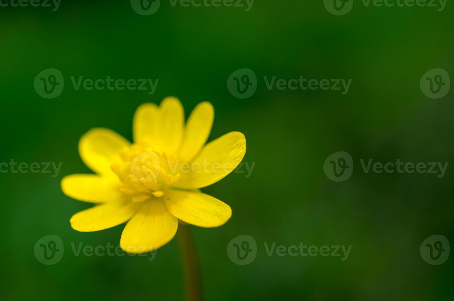 Yellow Buttercup flower photo