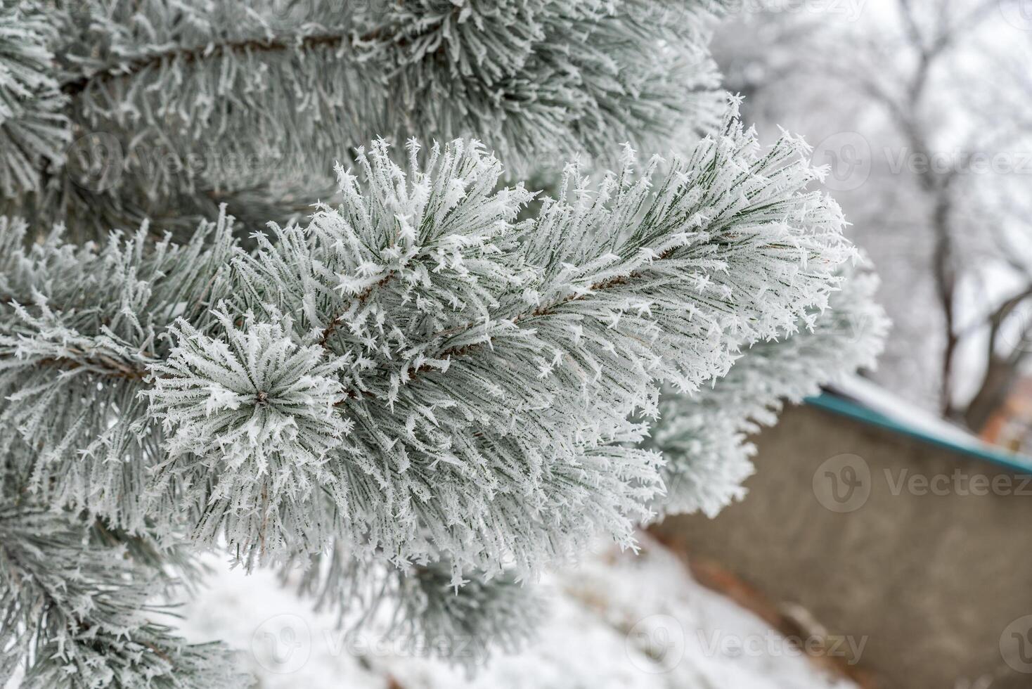 Frosted tree closeup photo