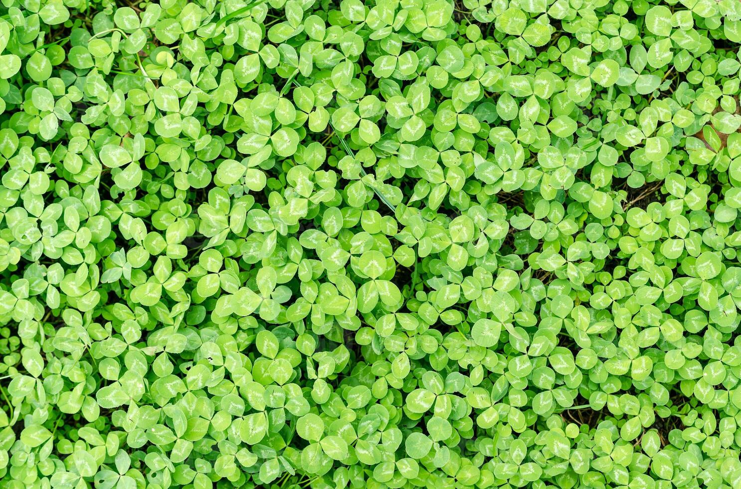 Green leaves flat lay photo