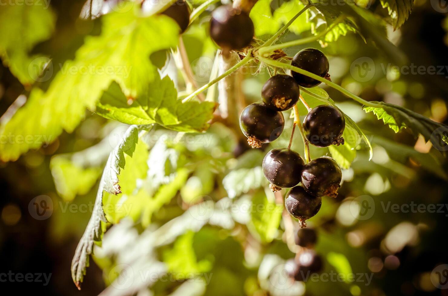 Bunch of black currant photo