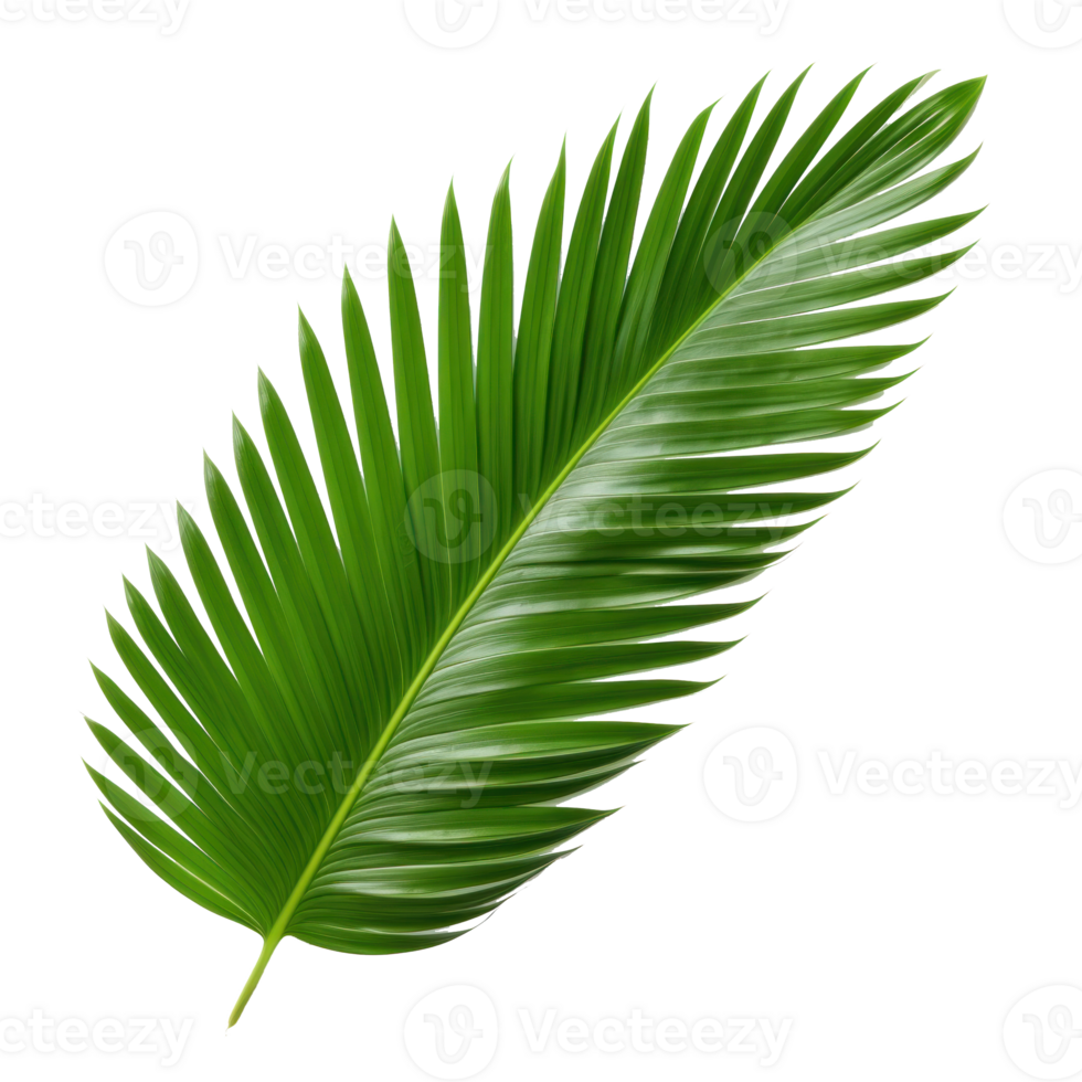 palm leaf on transparent background png