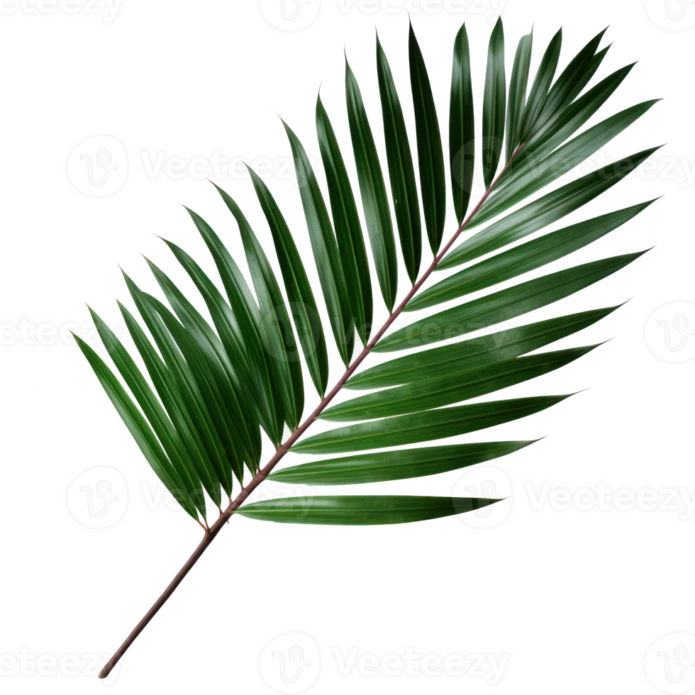 palm leaf on transparent background png