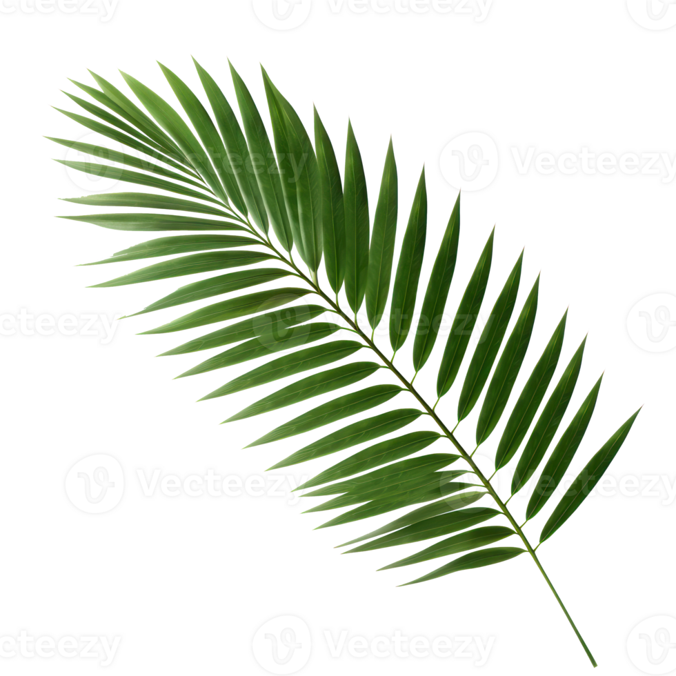 palm leaf isolated on transparent background png