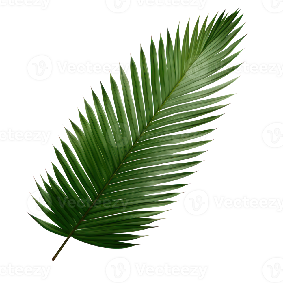 palm leaf on transparent background png