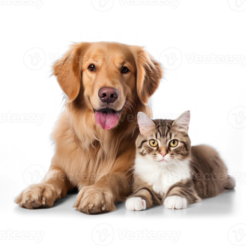 a dog and cat are sitting together on transparent background png
