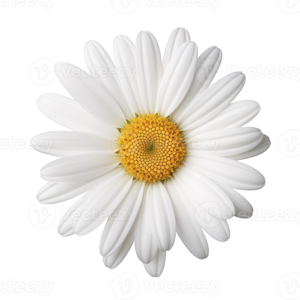 daisy flower on transparent background 46813556 PNG