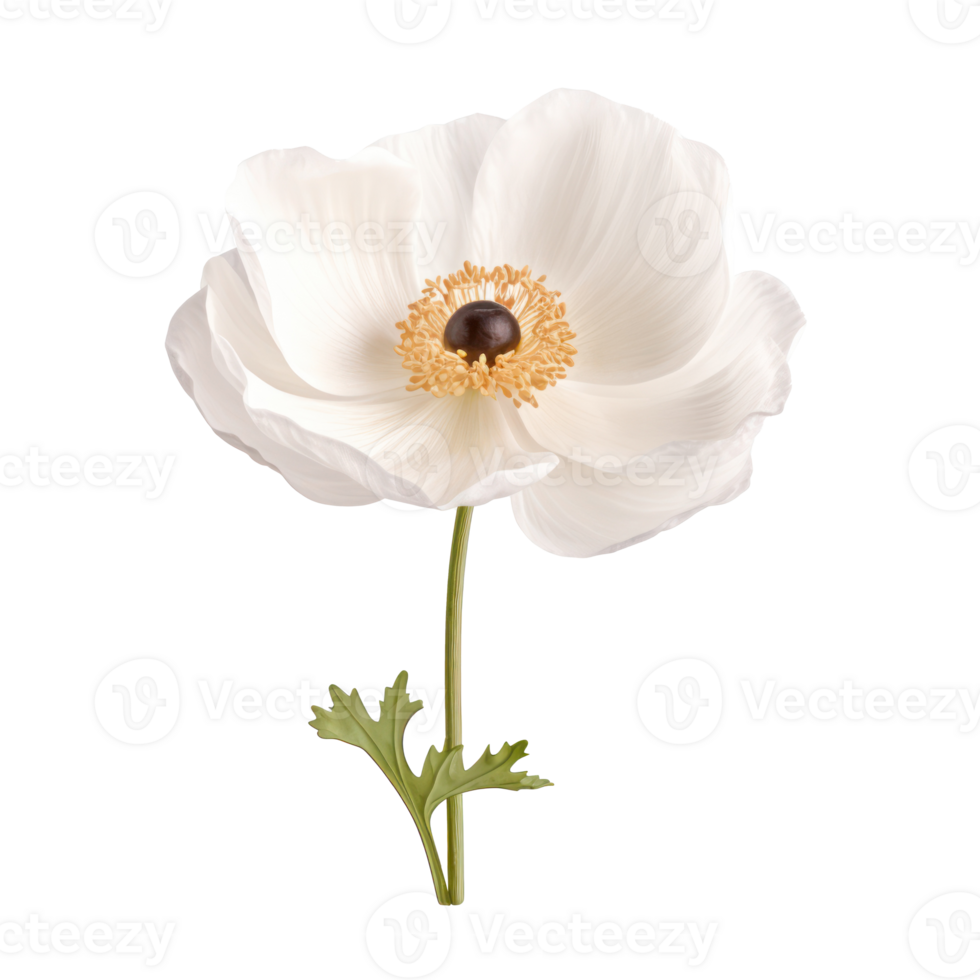 white anemone flower on a transparent background png