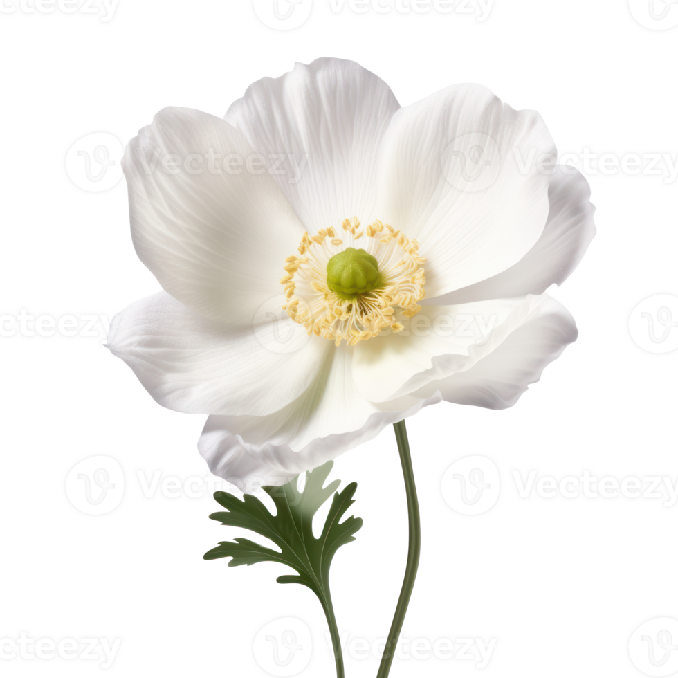 anemone flower on transparent background png