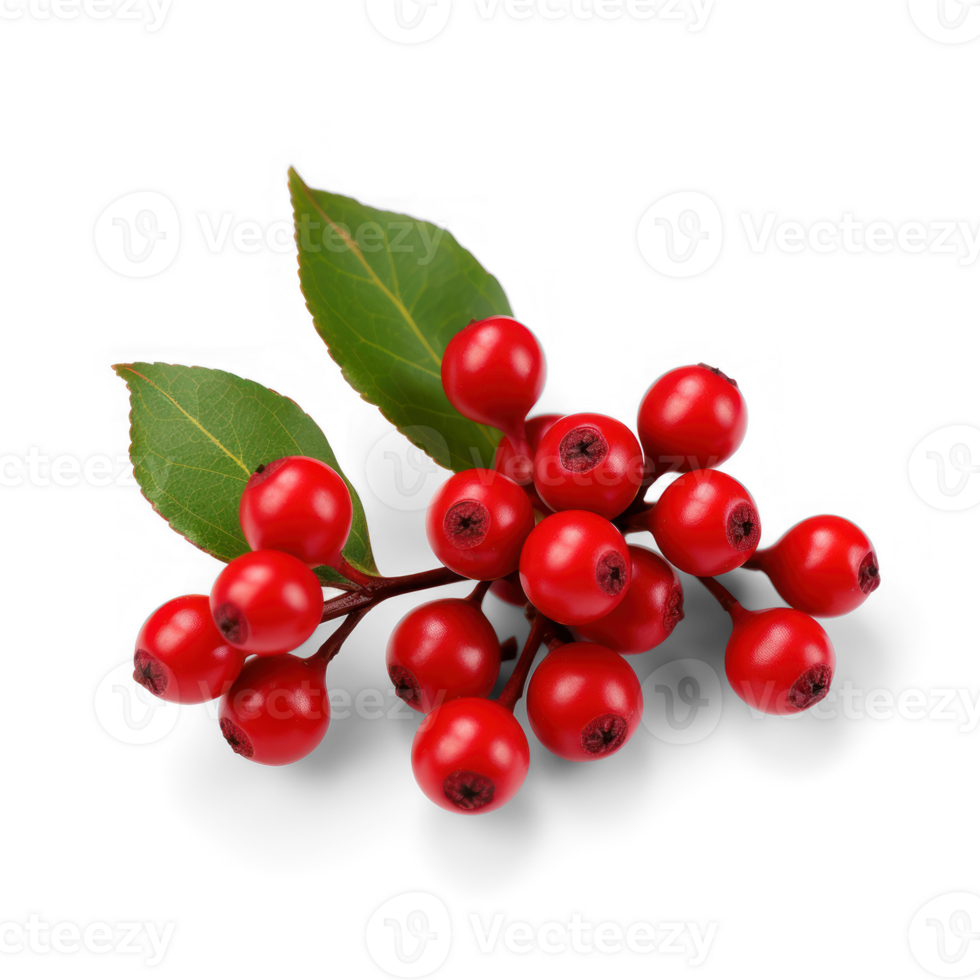 red berries on a branch with leaves on a transparent background png