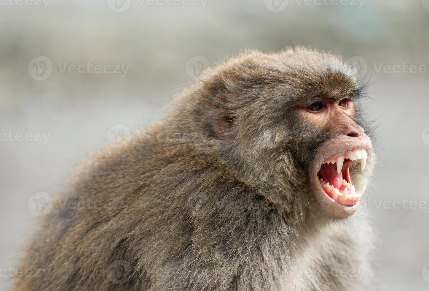 Portrait close-up of a monkey in the forest photo