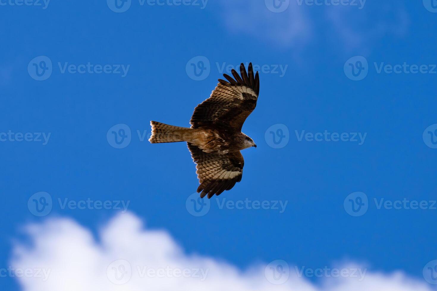 A hawk is flying beyond the blue sky, Wild bird photo