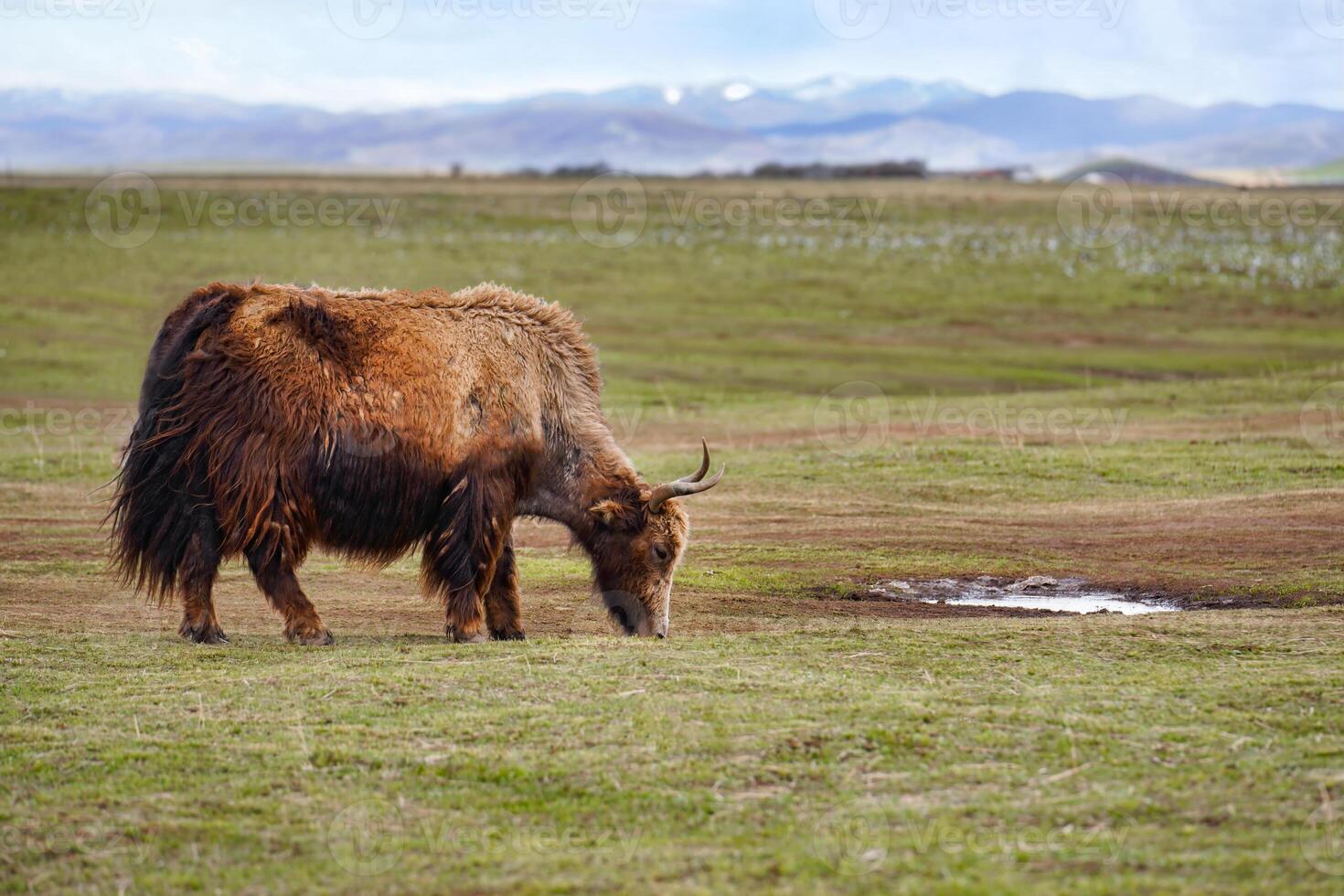 brown Yak in high attitude grassland photo