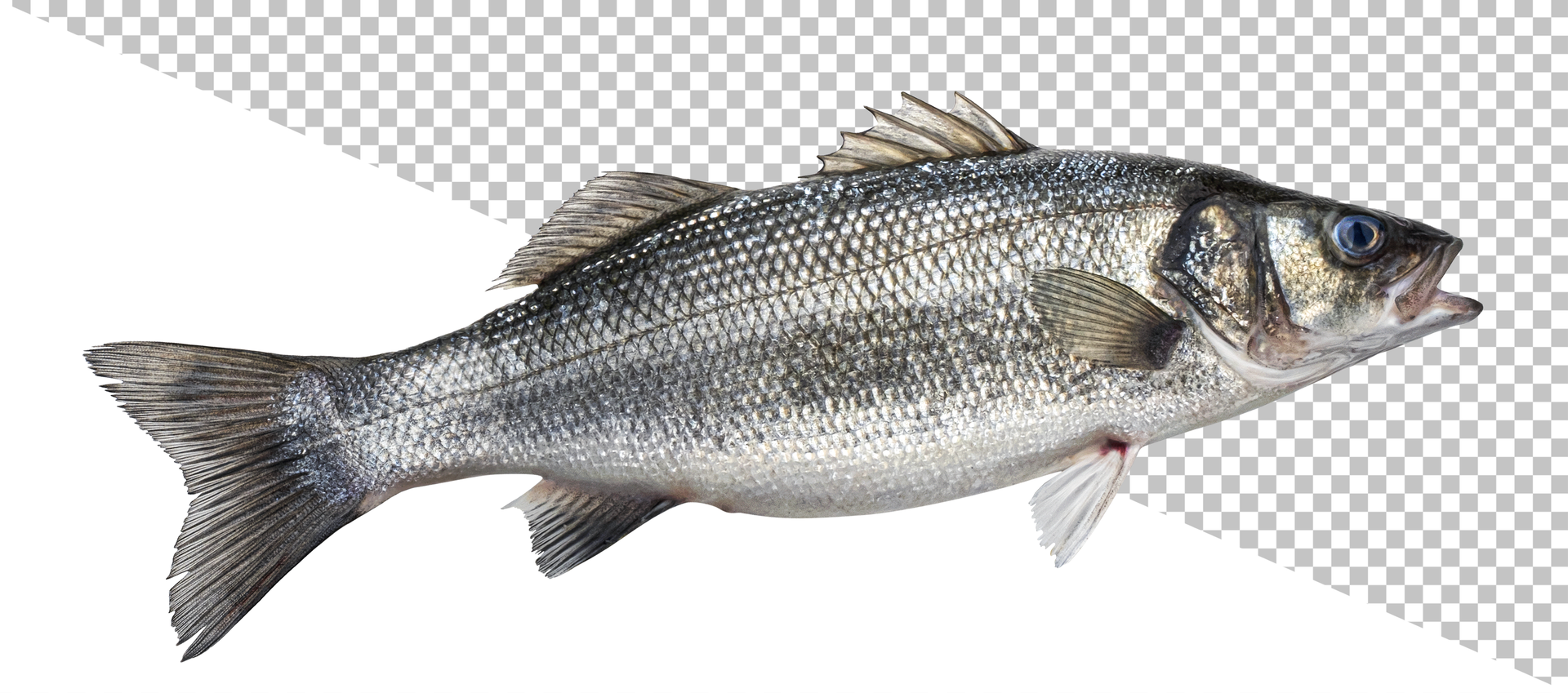 Sea bass, fresh seabass fish isolated on white background psd
