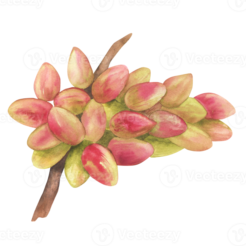 Pistachio tree fruit watercolor illustration. Botanical drawing sketch stylized. Isolated. Hand drawn, suitable for food packaging design png