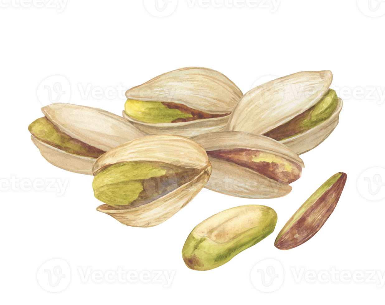 Pistachio nut watercolor illustration. Botanical drawing sketch stylized. Isolated. Hand drawn, suitable for food packaging design png
