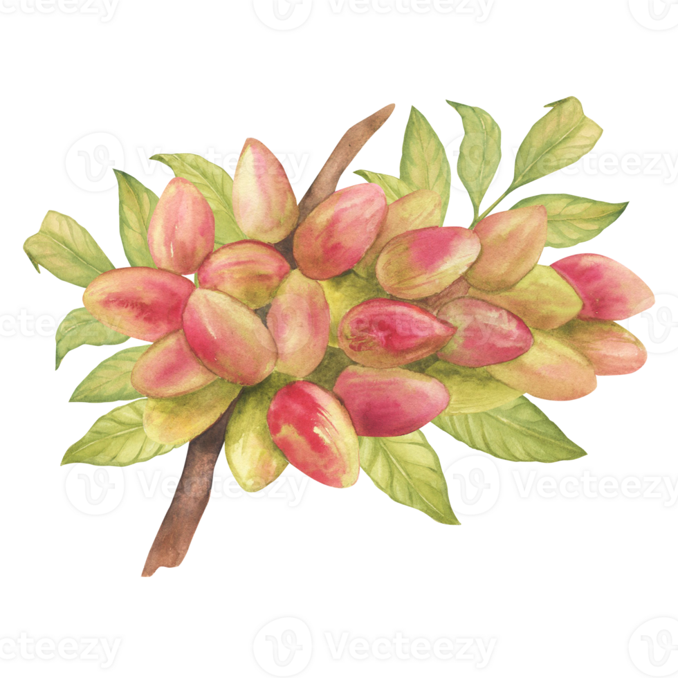 Pistachio tree fruits and leaves on branch watercolor illustration set. Botanical drawing sketch stylized. Isolated. Hand drawn, suitable for food packaging design png