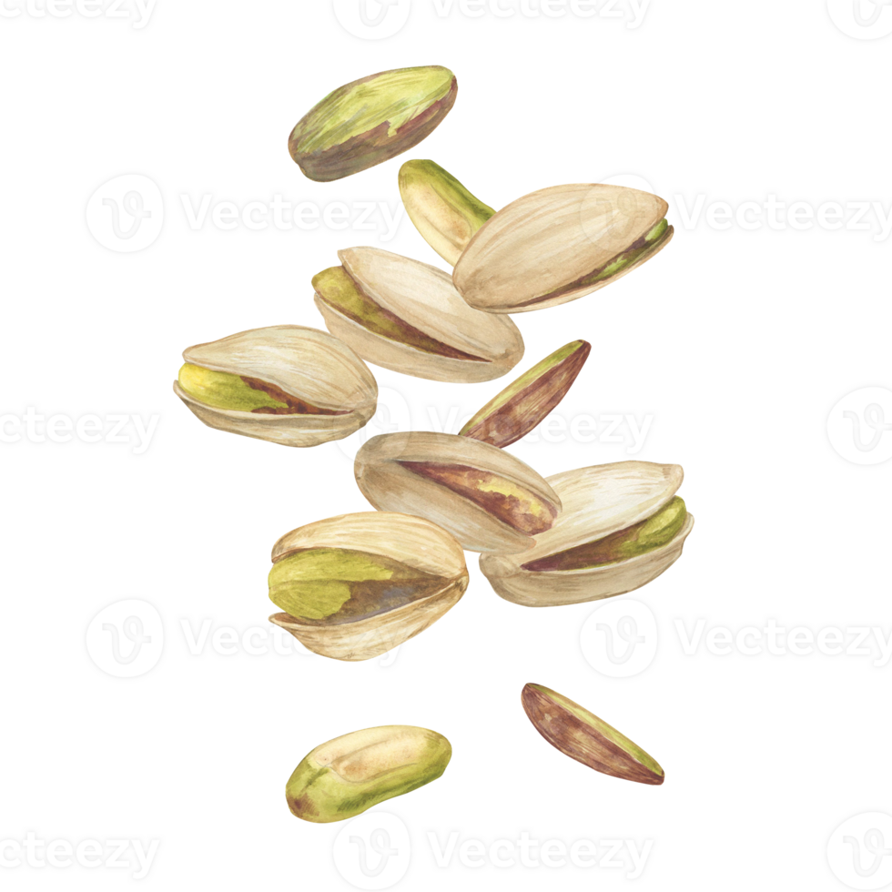 Pistachio nut watercolor illustration, floating in the air composition. Botanical drawing sketch stylized. Isolated. Hand drawn, suitable for food packaging design png