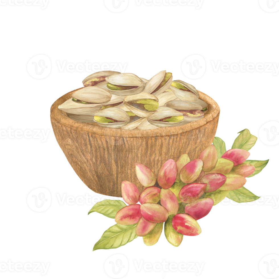 Pistachio nut in wooden bowl plate with pistachio tree fruits and leaves watercolor illustration set. Botanical drawing sketch stylized. Isolated. Hand drawn, suitable for food packaging design png