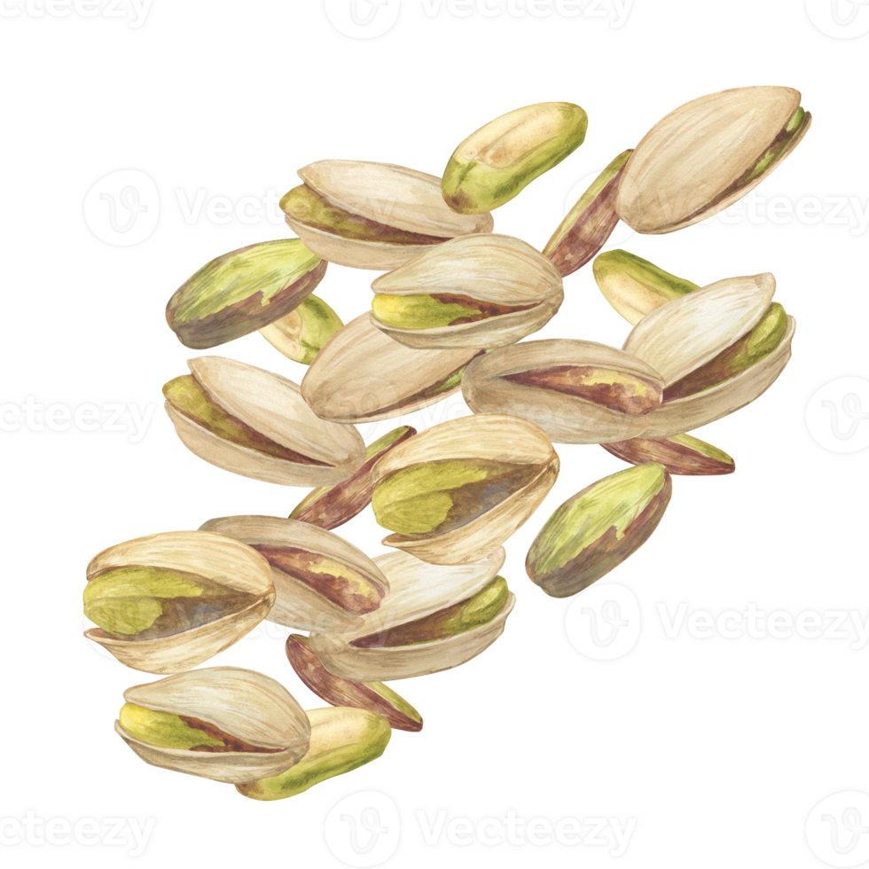 Pistachio nut watercolor illustration. Botanical drawing sketch stylized. Isolated. Hand drawn, suitable for food packaging design png