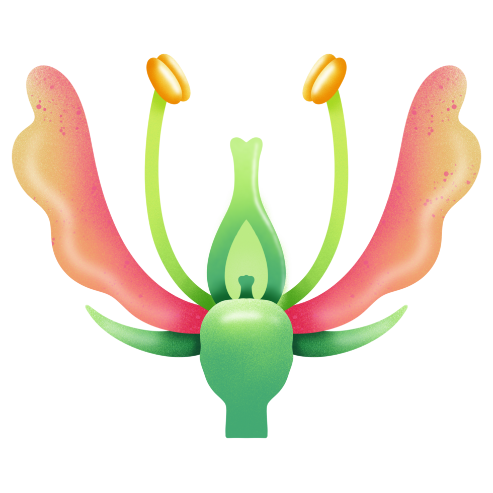 Structure of Hypogynous flower illustration by hand drawn png