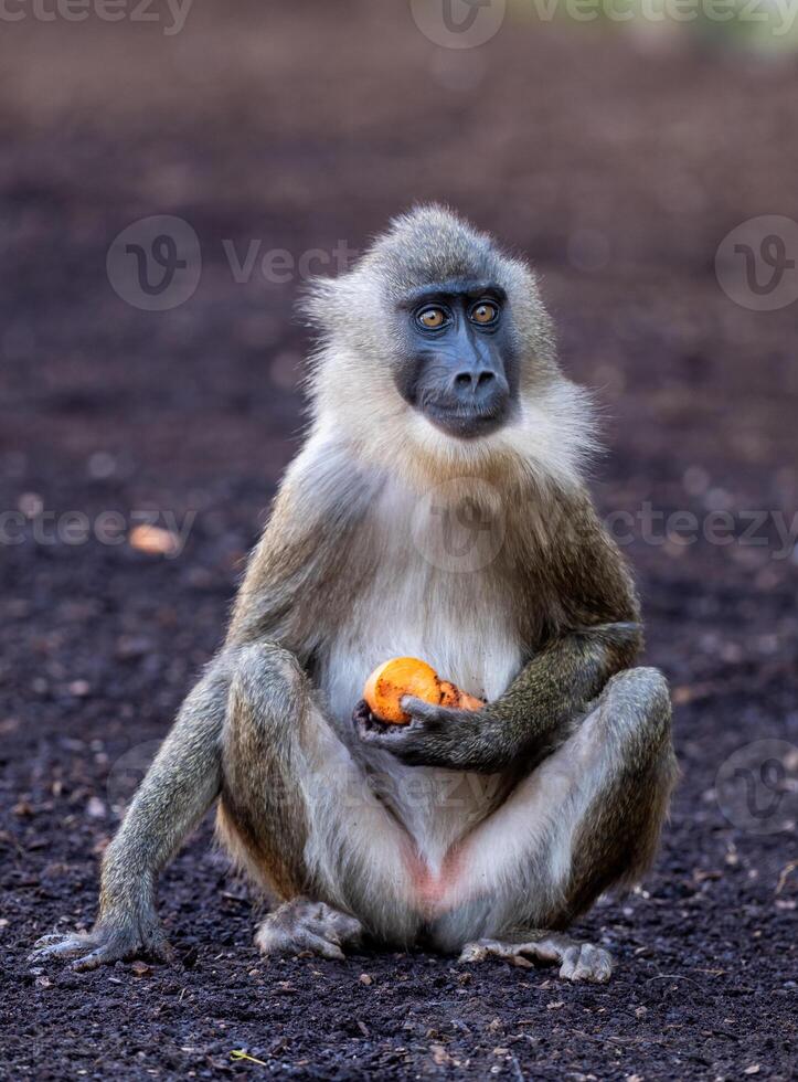 Mandrill holding an orange fruit photo